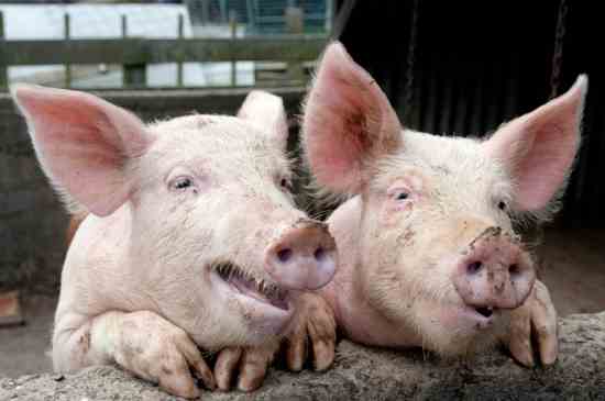 New Virus Infects Hogs Across Midwest